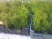 Thuja smaragd alebo mix byliniek