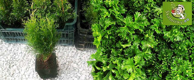 Thuja smaragd alebo mix byliniek