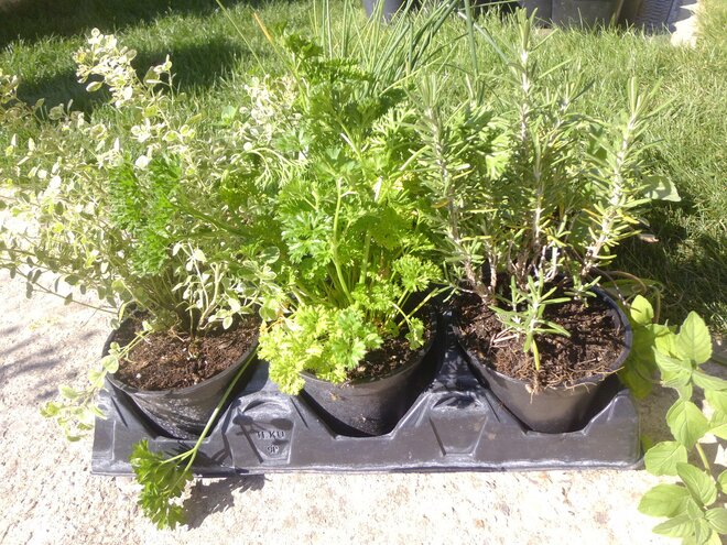 Thuja smaragd alebo mix byliniek