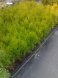 Thuja smaragd alebo mix byliniek
