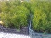 Thuja smaragd alebo mix byliniek