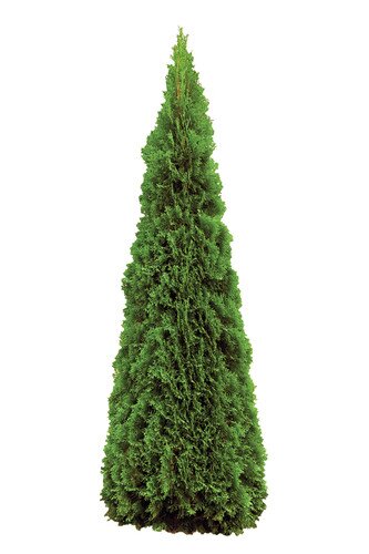 Thuja smaragd alebo mix byliniek