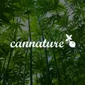 Cannature