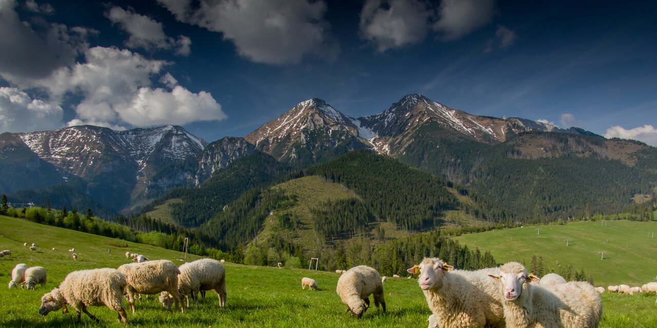 Овцеводство Альпы