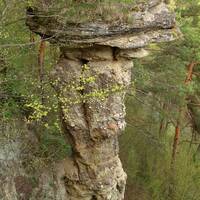 Markušovský skalný hríb