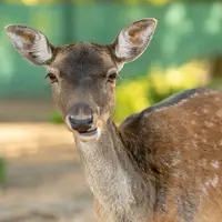 Xantus János ZOO, Győr