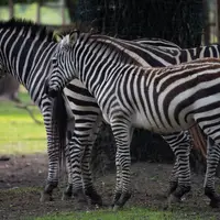 Xantus János ZOO, Győr