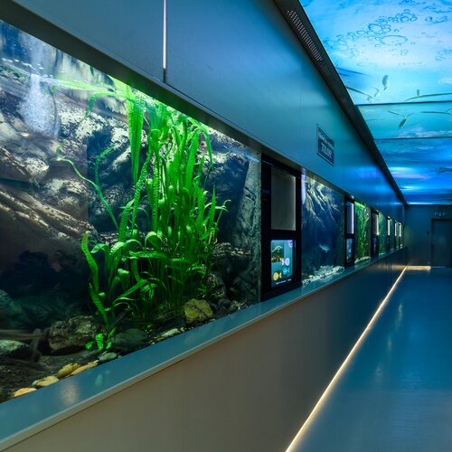 Balatonfüred Bodorka - najobľúbenejšie akvárium na Balatone