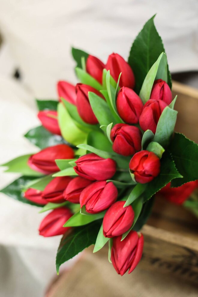 Kytica tulipánov Báječné kvety