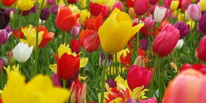 15,99 Eur za nádhernú kyticu tulipánov vo farbe podľa vášho výberu. Zľava 42%!