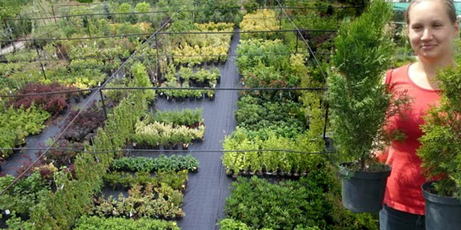 Levandula, šalvia, tymián na okrasu aj varenie alebo Stromček Thuja