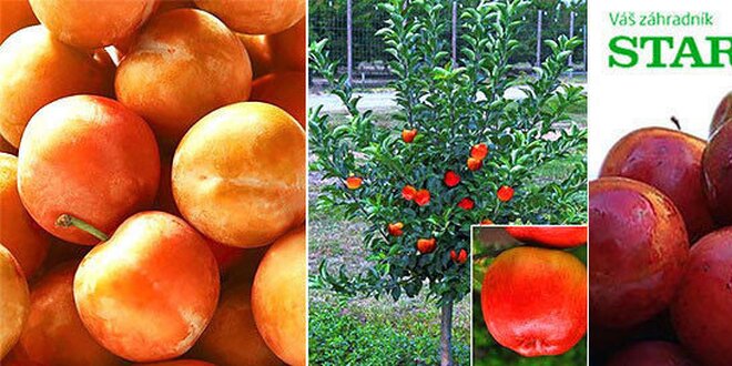 Ovocné stromy spestria vaše domy