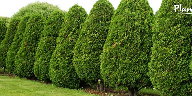 Stromček Thuja occidentalis Brabant 80/100 cm