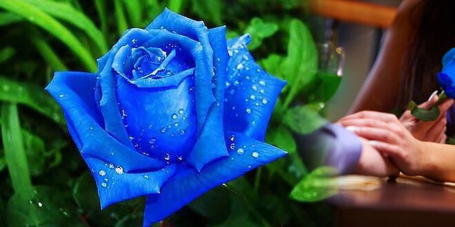 Vypestujte si vzácne modré ruže