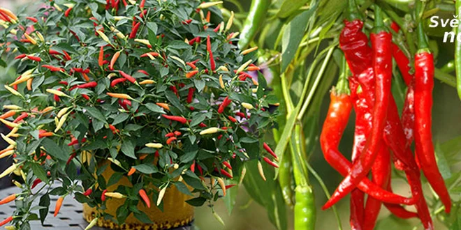 Semienka Chilli korenia Cayenne