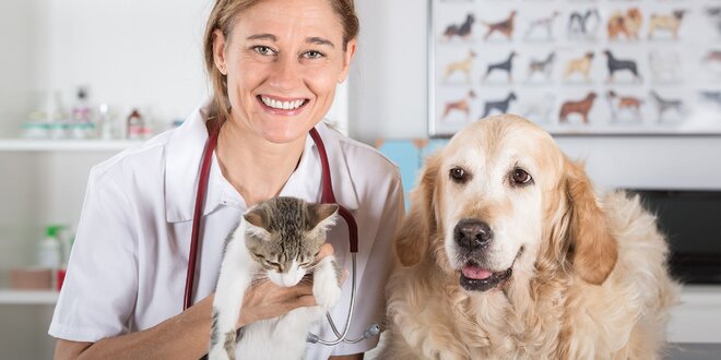 Starostlivosť o psíkov a mačičky na veterinárnej ambulancii MoniVET - dentálna…