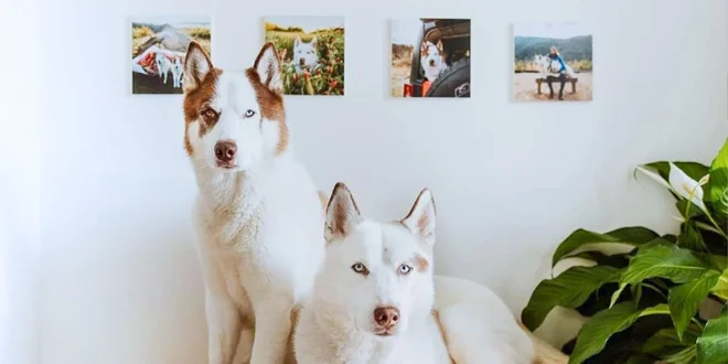 Fotostena z vlastných fotografií - bez vŕtania
