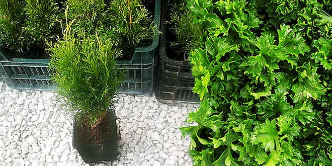Thuja smaragd