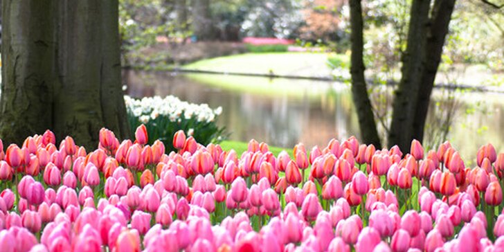 Poznávací zájazd do Amsterdamu na výstavu kvetov Keukenhof - posledné voľné miesta!