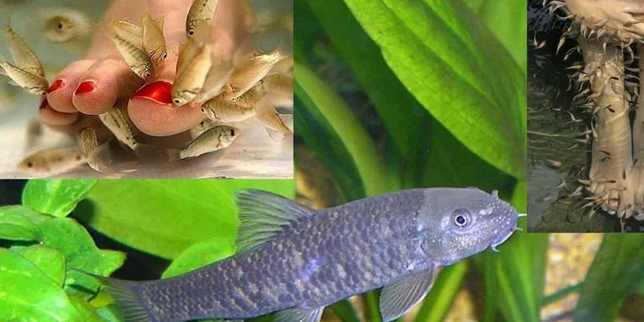 Kúpeľ alebo pedikúra s rybičkami Garra Rufa v Poprade