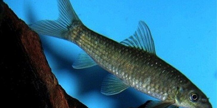 Biopedikúra rybičkami Garra Rufa