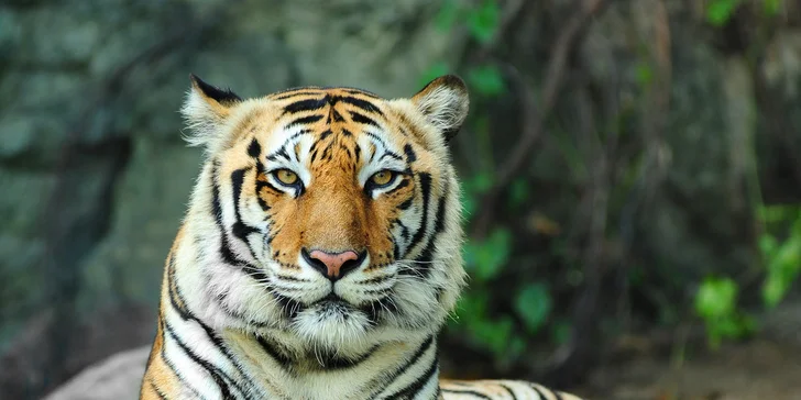 Výlet do Zoo a na zámok Lešná v Zlíne. Navštívte najkrajší zámok v Čechách a objavujte zvieratká zo všetkých kontinentov s CK Waldtour!