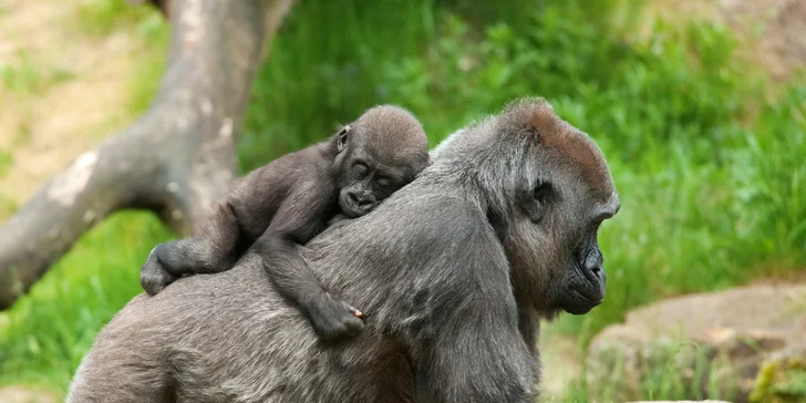 Výlet do Zoo a na zámok Lešná v Zlíne. Navštívte najkrajší zámok v Čechách a objavujte zvieratká zo všetkých kontinentov s CK Waldtour!