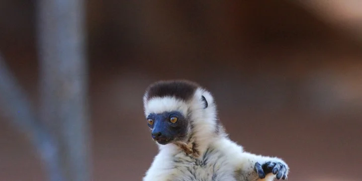 Výlet do Zoo a na zámok Lešná v Zlíne. Navštívte najkrajší zámok v Čechách a objavujte zvieratká zo všetkých kontinentov s CK Waldtour!