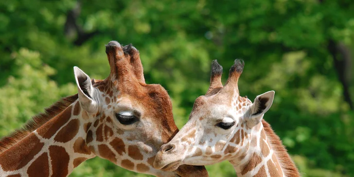 Výlet do Zoo a na zámok Lešná v Zlíne. Navštívte najkrajší zámok v Čechách a objavujte zvieratká zo všetkých kontinentov s CK Waldtour!