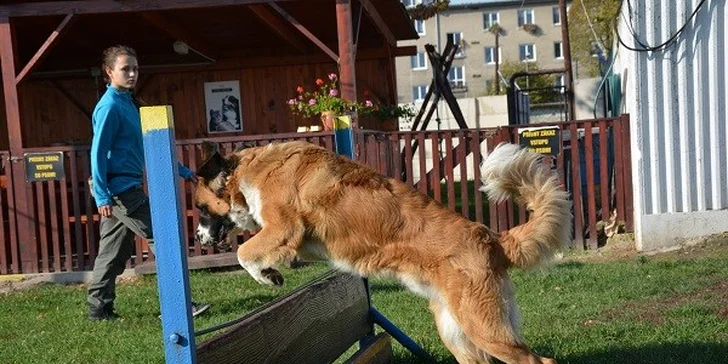 Výcvikový kurz pre vášho neposlušného psíka