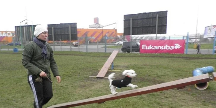 Výcvikový kurz pre vášho neposlušného psíka