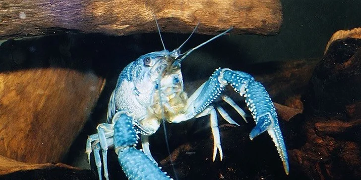 Deň plný zážitkov - Budapešť, Tropicarium a ZOO