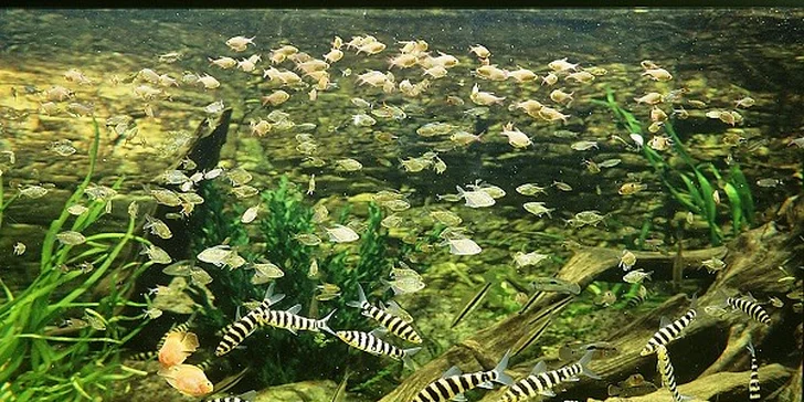 Deň plný zážitkov - Budapešť, Tropicarium a ZOO
