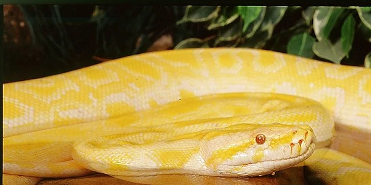 Deň plný zážitkov - Budapešť, Tropicarium a ZOO