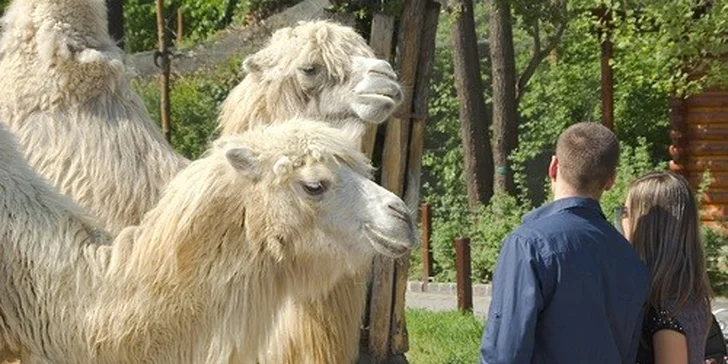 Celodenný zážitkový výlet do Budapešti - ZOO, Aquapark