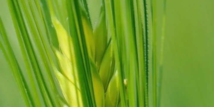 100 % BIO nápoj z mladého zeleného jačmeňa