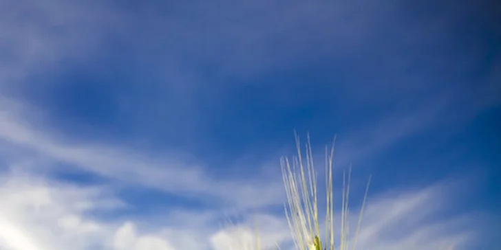 100 % BIO nápoj z mladého zeleného jačmeňa