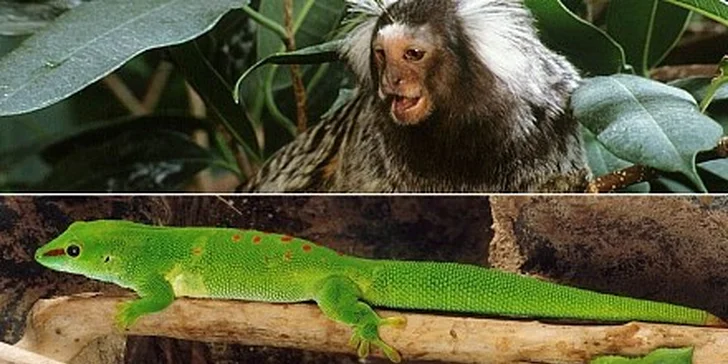 Celodenný zájazd so vstupom do Tropicaria v Budapešti