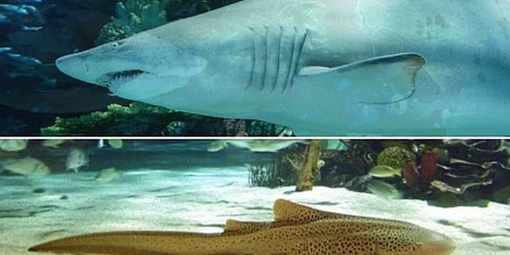Celodenný zájazd so vstupom do Tropicaria v Budapešti