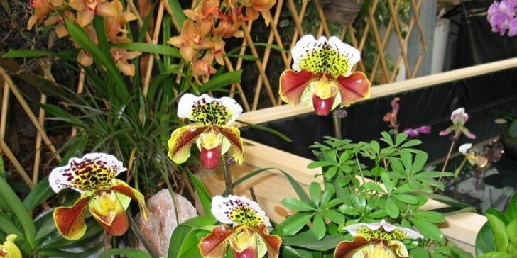 Voňavá výstava orchideí v rakúskom Klosterneuburgu 2015