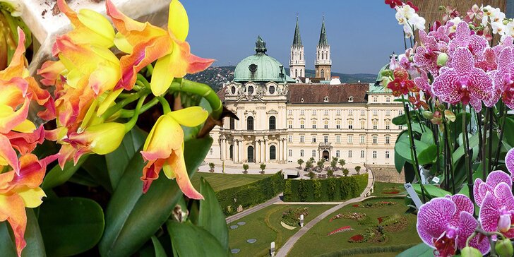 Voňavá výstava orchideí v rakúskom Klosterneuburgu 2015