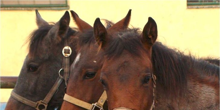 Pobyt v penzióne Motešice pre milovníkov koní, dieťa do 12 rokov zadarmo!