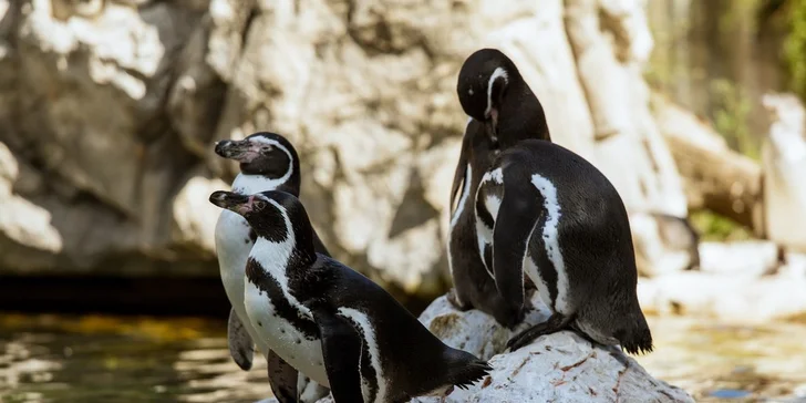 Zámok Schönbrunn a najstaršia ZOO v Európe