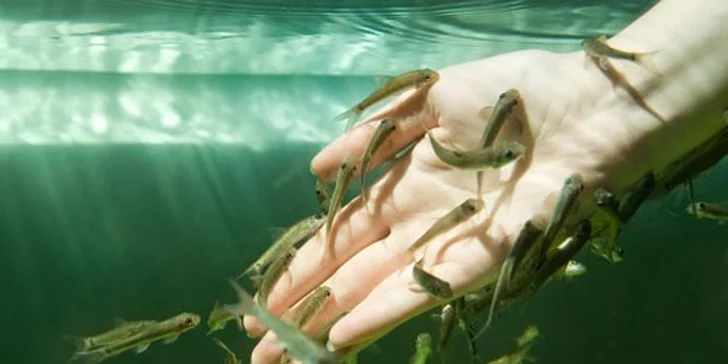 Biomanikúra a biopedikúra s rybičkami Garra Rufa