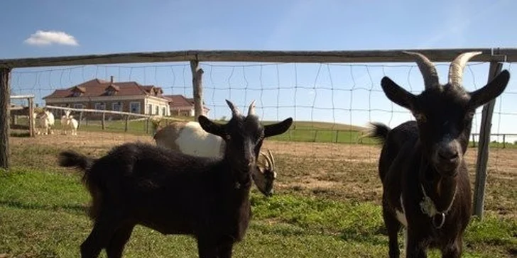 Romantický pobyt pre milovníkov jedla a vína na juhoslovenskom vidieku v penzióne St. Petrus Vini!