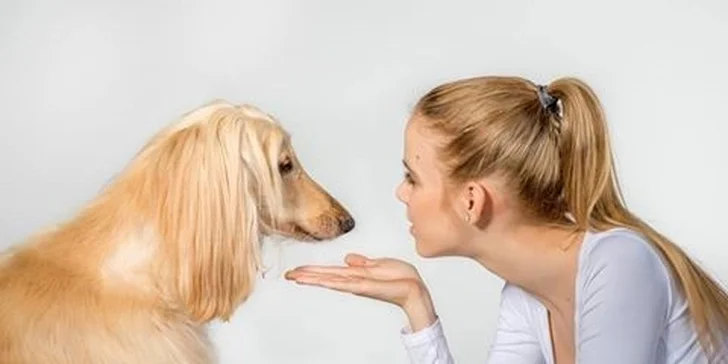 Kompletná starostlivosť o vášho psíka v psom salóne Labku na to