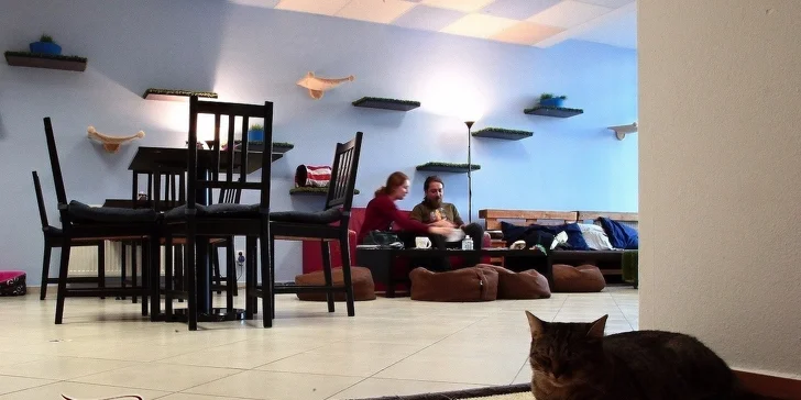 Káva alebo čínsky čaj s koláčikom v Mačkafé klub
