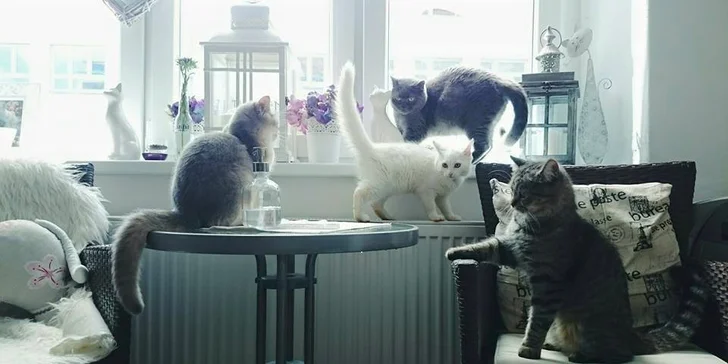Káva, čaj, čokoláda a RAW koláčik v CAFE CATS klub