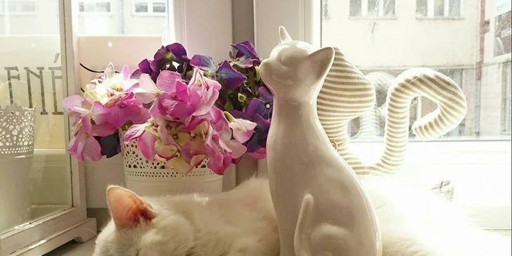 Káva, čaj, čokoláda a RAW koláčik v CAFE CATS klub