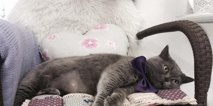 Káva, čaj, čokoláda a RAW koláčik v CAFE CATS klub
